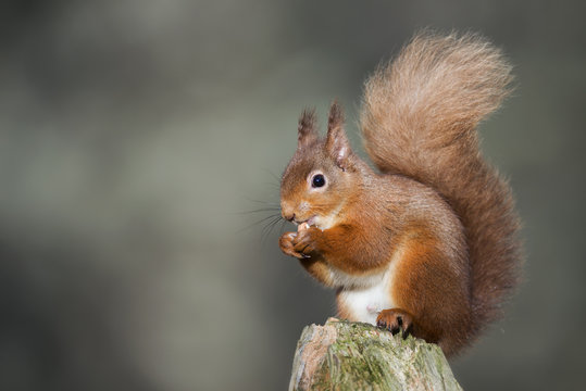 Red squirrel eating