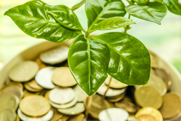 Green plant leaves on a background of money . The concept of the growth of financial investments