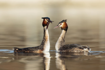 crested grebes in love