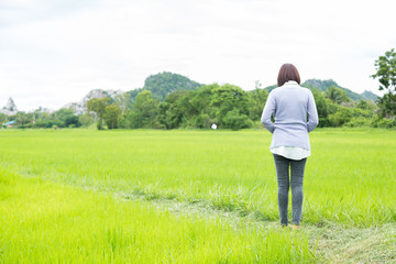 Naklejka na ściany i meble Woman standing in the rice fields.