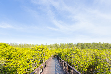 Bridge walkway in mangrove forests.