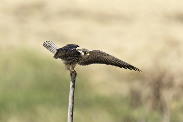 Armur falcon spread wings on stump in nature