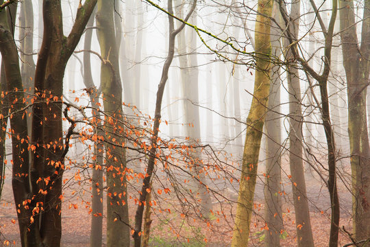 English woodland on a foggy misty morning © Christopher Hall