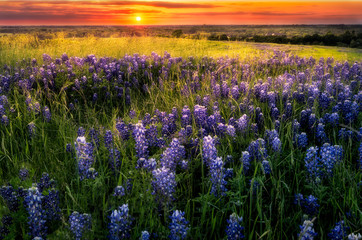 Naklejka premium Sunset on Sugar Ridge Road, Ennis, TX