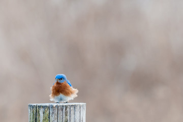 Eastern Bluebird