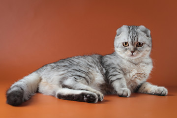 Fototapeta na wymiar Silver gray Scottish fold cat on orange background 