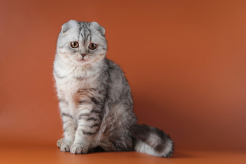 Silver gray Scottish fold cat on orange background
