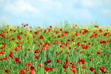 Fototapeta na wymiar red poppies flowers field and blue sky with clouds landscape