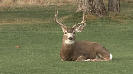 Large adult male deer taking a load off in Oregon field.
