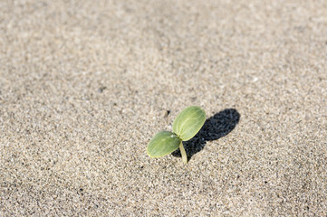 plant growing in the sand, the power of nature
