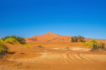 Fototapeta na wymiar Red Sossusvlei dunes, famous travel destination in Namibia, under blue sky at sunny day.