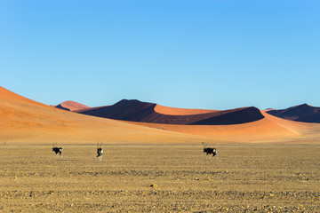 Obraz premium Oryx (gemsbok) antelopes in red Sossusvlei dunes in Namibia.