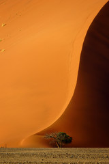 Dune 40 and acacia tree at sunrise, Sossusvlei, Namib Naukluft National Park, Namibia - obrazy, fototapety, plakaty