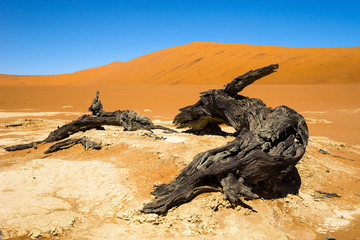 Dead Camelthorn Tree looking like deer against red dunes and blue sky in Deadvlei, Sossusvlei. Namib-Naukluft National Park, Namibia.