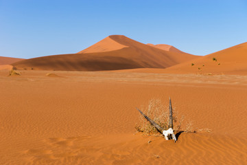 Death in the Desert - Oryx (gemsbok) antelope skull in Sossusvlei dunes