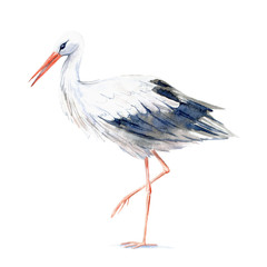 Stork. Picture of a wild bird. Watercolor hand drawn illustration.