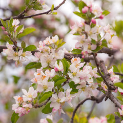Fototapeta na wymiar Pink cherry blossom flowers close-up