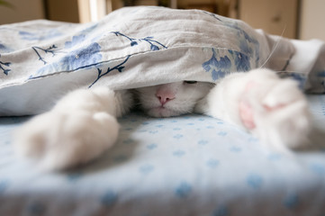 Cat sleeps under the blanket. Looks like making selfie.