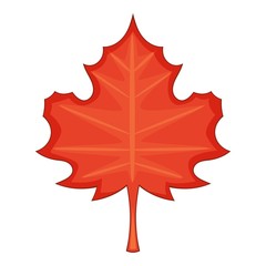 Maple leaf icon, cartoon style