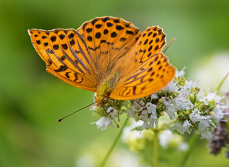 Silver-washed fritillary, (Heliconiinae)