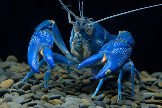 crayfish blue