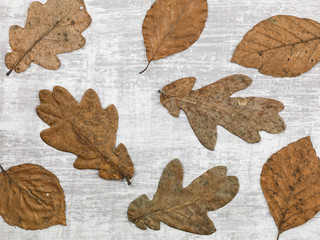 Fototapeta na wymiar Pattern of Random Dried Autumn Leaves