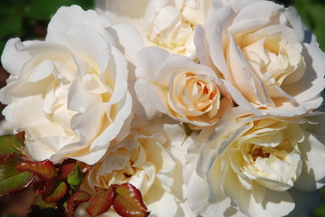 Beautiful English roses in the garden. Romantic wedding background. Valentines day