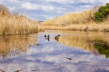 ducks swimming in a lagoon