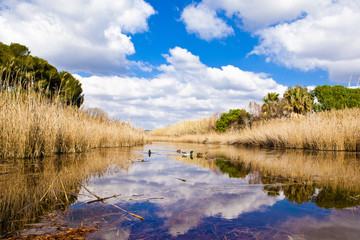 ducks swimming in a lagoon