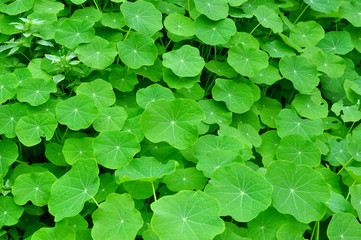 Green nasturtiums leaves in a meadow