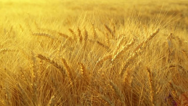 Wheat field. Golden Ears of ripe wheat swaing on the wind at sunrise. Kherson region before war 2022, Ukraine