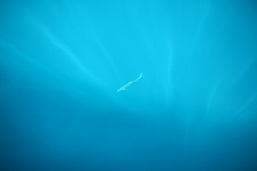 Fototapeta na wymiar Underwater sea ocean background photo