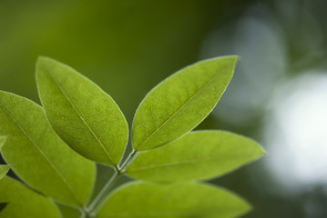 Green Leaves