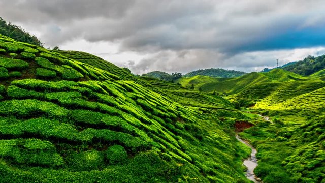 Fabulous clouds  over tea plantation 4