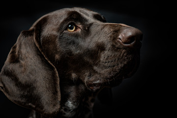 Cute German pointer dog close-up portrait, studio shot