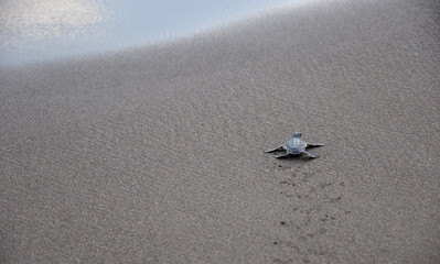 Baby Green Turtle 