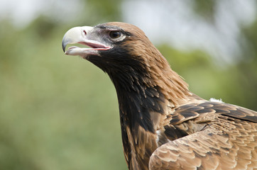wedge tailed eagle