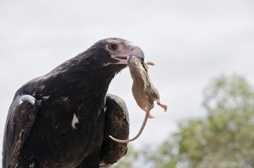 Fototapeta premium wedge tailed eagle
