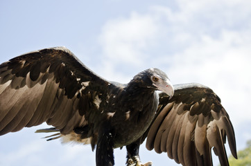wedge tailed eagle