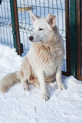white dog looking away, abandoned dog