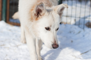 white dog looking away, abandoned dog