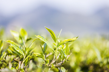 Green tea bud and fresh leaves. Tea plantations at Moc chau district, Vietnam