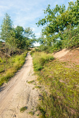Fototapeta na wymiar Vertical image of a dirt path in a Dutch dune area