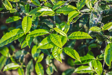 Green tea bud and fresh leaves. Tea plantations at Moc chau district, Vietnam