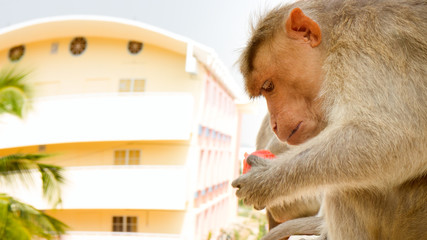 Monkey on ledge of multistory building 5. Problem of cohabitation of humans and animals (bionomics)