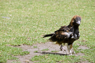 black breasted buzzard