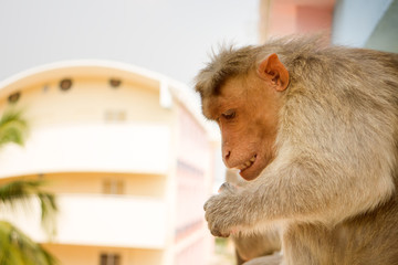 Monkey on ledge of multistory building 2. Problem of cohabitation of humans and animals (bionomics)