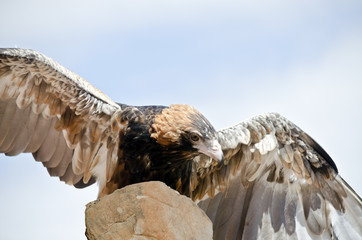 black breasted buzzard