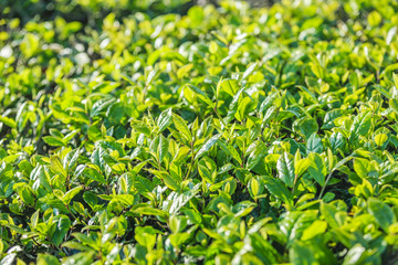 Green tea bud and fresh leaves. Tea plantations at Moc chau district, Vietnam