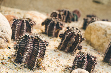 cactus on sand with rock in cactus garden.